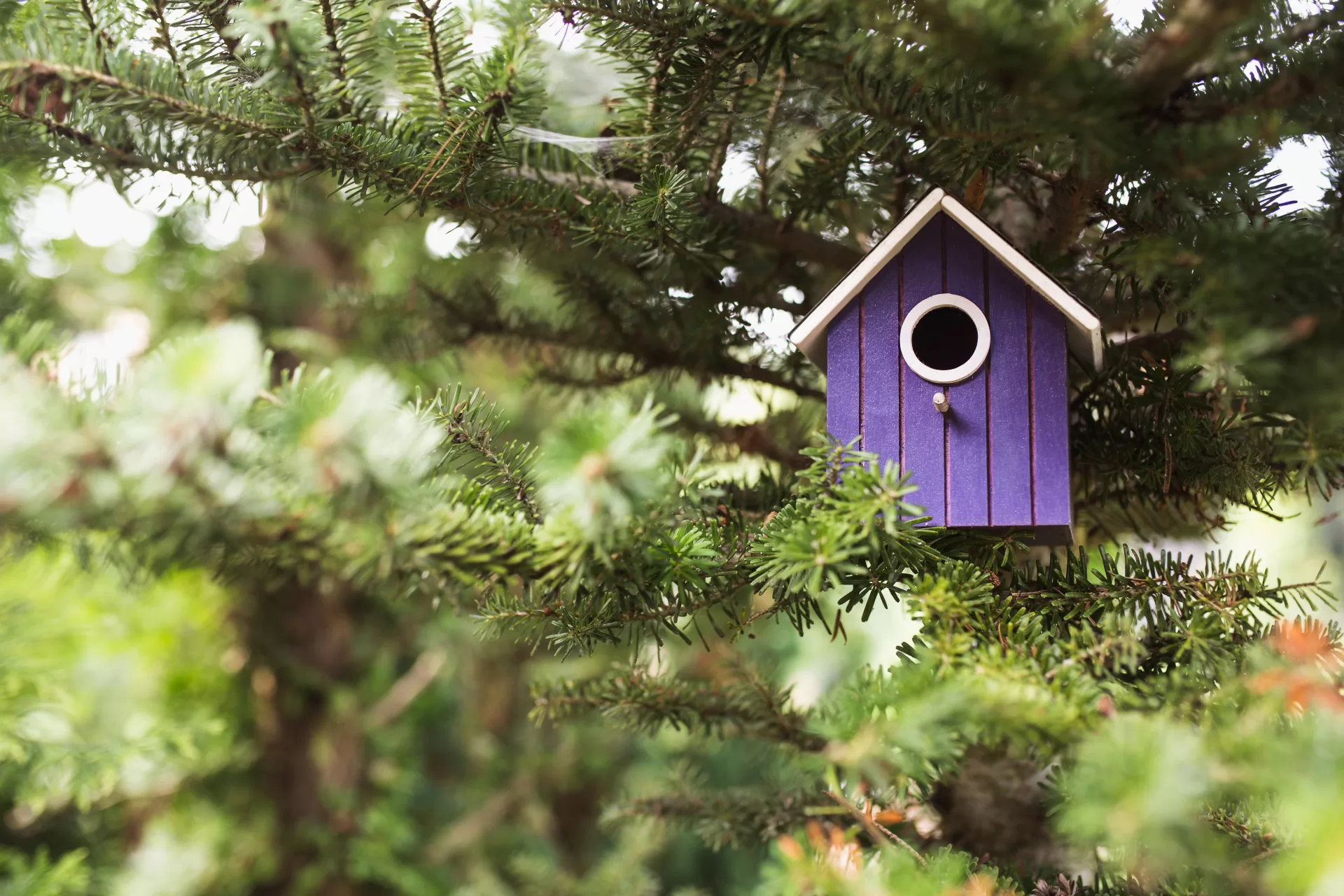 Bright colored birdhouses in the crown of a tree are ready to be populated by chicks - do it yourself bird nests handmade