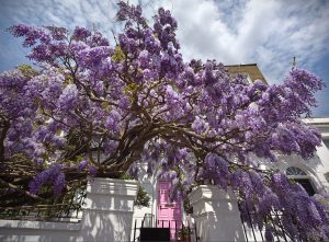 Wisteria in full blossom growing over a wall onto the street in Bedford Gardens London W8